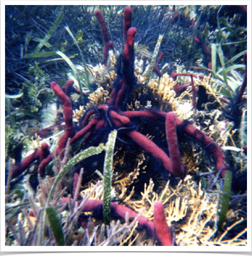 Organisms of the hard bottom communities incl. stony corals, sponges, fire corals, gorgonians and epilithic algae. Organisms of the hard bottom communities incl. stony corals, sponges, fire corals, gorgonians and epilithic algae.